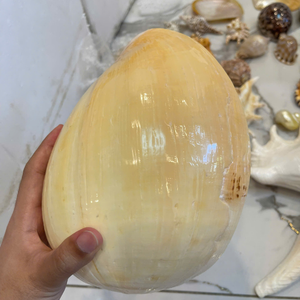 Natural Polished <b>Abalone</b> <b>Shell</b> From Vietnam For Creative Gourmet Recipes And Adding Rustic Table Color 99 Gold Data - Product Image 4