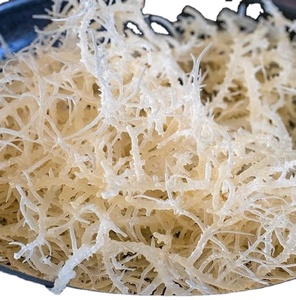 Hot Seller High Quality Cottini <b>Dried</b> Sea <b>Moss</b> Sargassum Irish Sea <b>Moss</b> Eucheuma Premium Seaweed for Export/ ANNA DO VILACONIC - Product Image 1