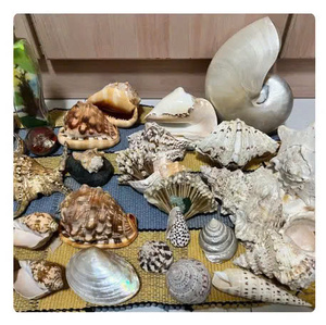 Conchas Marinas Naturales Hechas a Mano de Varios Tamaños, Duraderas, Empaquetadas en Bolsa, Mezcla de Artesanías para Decoración - CARYLN - Product Image 2
