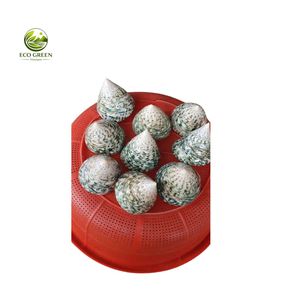 Coquille de cauris tigrée polie, décoration artisanale naturelle, thème animal, décoration intérieure, vente en gros usine Vietnam - Product Image 5