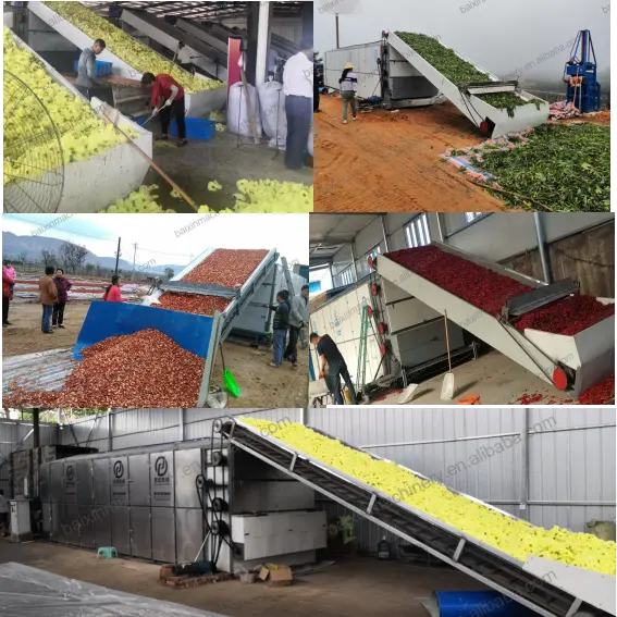 Bai Xin Automatic Continuous Herb Onion Ginger Vegetable Garlic Conveyor Dehydrator Mesh Belt Dryer