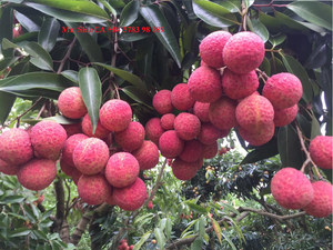 Lichi Vietnamita Premium – Cosecha Fresca, Sabor Intenso, Suministro Global // Sr. Tom - Product Image 4