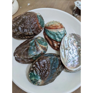 Coquille d'ormeau naturelle premium écologique et irisée pour la fumigation, la combustion d'encens et la présentation décorative - Product Image 6