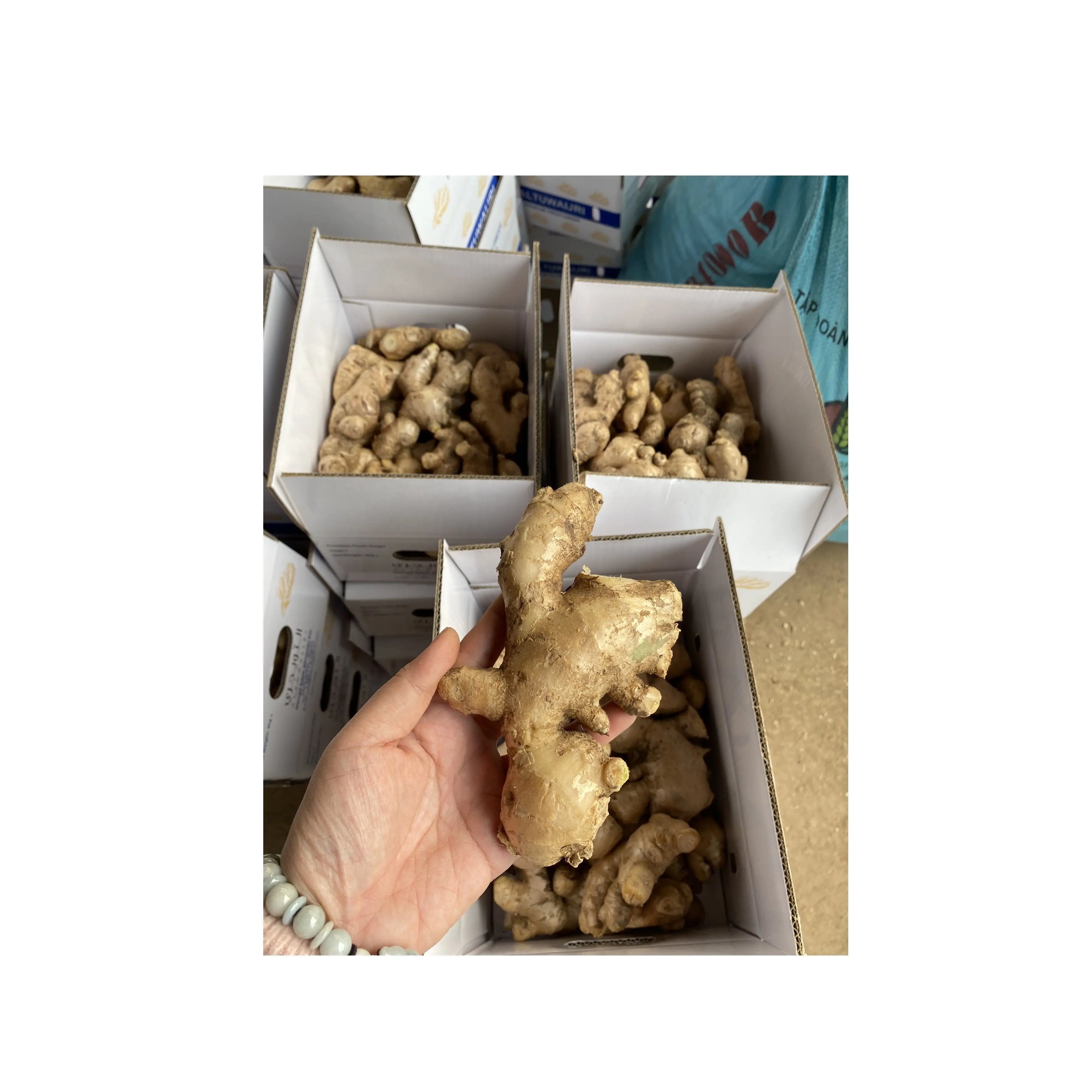 Top quality factory Bulk fresh ginger/ Premium ginger roots /Sustainable ginger farming for export sandy99gdgmailcom