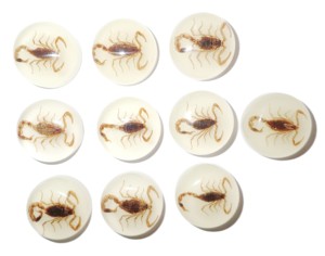 Scorpion doré, spécimen réel, cabochon en plastique rond 25x25 mm, fond plat, pour artisanat et fabrication de bijoux - Product Image 6