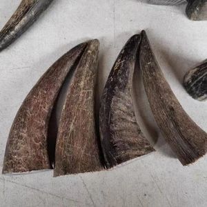Punta de cuerno de búfalo negra - Product Image 1