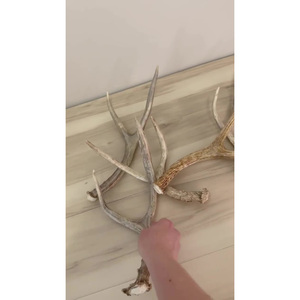 High Quality Red Deer Antlers Deer Horn Shape <b>Hook</b> for Indoor Decoration Non-Water-Soluble 3-Year Shelf Life - Product Image 2