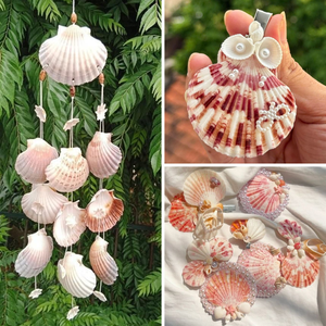 Conchas Marinas Grandes Festoneadas Ecológicas KMI de 912 cm - Suministro a Granel para Manualidades y Decoración del Hogar - Product Image 5