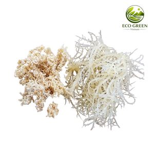 Premium Dried Sea Moss Natural Irish Moss Wholesale Bulk Organic Seaweed Superfood for Drink Smoothies And Food - Product Image 3