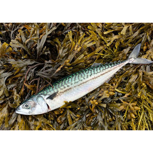 Atún Congelado Fresco y Pescado Seco del Reino Unido, Atún Congelado - Comprar Pescado Atún - Product Image 4