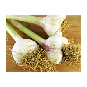 Ail frais pelé en gros à prix avantageux, vendu en vrac - Product Image 5