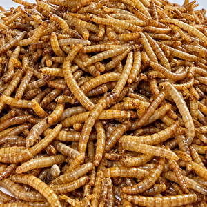 LARVAS DE MOSCA SOLDADO NEGRA DESHIDRATADAS PREMIUM DE VIETNAM / ALIMENTO NUTRITIVO Y ALTO EN PROTEÍNAS PARA AVES DE CORRAL, PECES Y REPTILES / Alina - Product Image 6