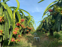 Premium Pitaya OEM ODM Landbouw Exporteur 100% Rode Drakenvrucht Vietnam Vers Fruit Hoge Kwaliteit Fruitleverancier