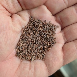 Graines de sésame brun naturelles de la ferme, conditionnement en vrac pour l'exportation, destinées aux acheteurs importateurs exigeant des graines de qualité supérieure soigneusement nettoyées - Product Image 4