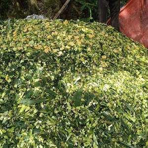 Silage de maïs KMI avec écorce d'ananas – Aliment nutritif pour le bétail en provenance du Vietnam - Product Image 2