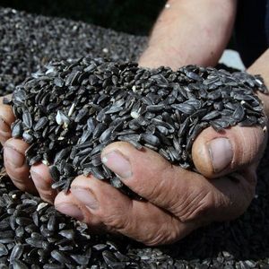 Graines de tournesol séchées brutes pour la cuisson et la torréfaction – Approvisionnement en vrac pour l'alimentation - Product Image 2