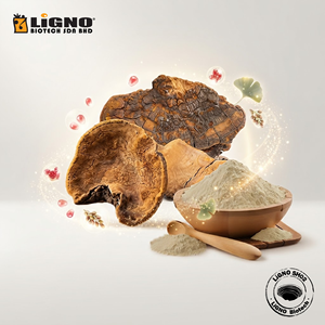 ผงซางหวงแห้งเย็น LiGNO SH02 ออร์แกนิก ได้รับการรับรองฮาลาล/โคเชอร์ สูตรเพิ่มพลังสุขภาพประจำวัน รับผลิตแบบ OEM ODM - Product Image 1