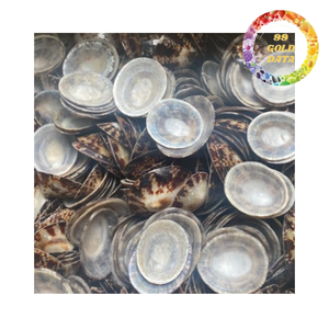 Natural limpet shells for <b>beach</b> decor crafts and marine style home <b>accessories</b> bulk export - Product Image 6