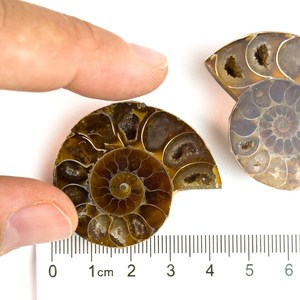 Amonitas Naturales Marrones para la Elaboración de Joyería - Product Image 3