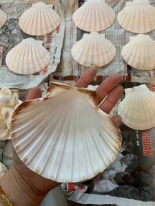 Conchas de Vieira Reales, Naturales, Ecológicas, Pulimentadas, Decorativas para Bodas en la Playa, Manualidades, Decoración del Hogar, Joyería DIY - Product Image 3
