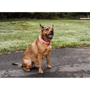 Collare per cani regolabile a doppio lato a 360 gradi in rete Aero e traspirante collare per animali domestici - Product Image 6
