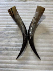 Paire de grandes cornes d'animaux classiques, polies à la main, pour la décoration intérieure, cornes de bœuf et de vache, matériau organique à bas prix - Product Image 5