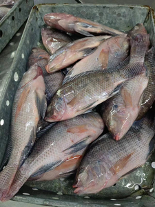 Tilapia Congelada, Pescado Entero, Limpio y Eviscerado, con Textura Firme, para Importadores, Mayoristas y Compradores al por Mayor - Product Image 5