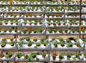 Macetas Ecológicas de Fibra de Coco para Germinación de Semillas |   Hecho en Vietnam - Product Image 6