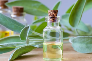 Aceite Esencial de Salvia Sálvia en Granel a Precio de Fábrica, Aceite Esencial de Salvia Sálvia 100% Puro y Natural - Product Image 5