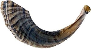 Cuernos de Búfalo Naturales de Alta Calidad, Listos para Exportar, Tallados a Mano, Personalizados, 100% Cuernos de Búfalo Crudos - Product Image 2