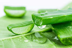 Aloevera-ว่านหางจระเข้ Barbadensis มิลเลอร์-น้ำมัน - Product Image 2