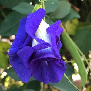 Flores de Mariposa Secas, 100% Naturales, Pétalos Azules, Hierbas para la Salud, Fabricación de Bebidas, Té a Granel, Venta al por Mayor, Suministro de Vietnam - Product Image 5