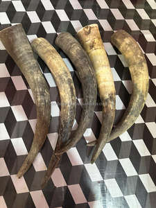 Cuerno de Buey Natural Crudo de la Mejor Calidad, Cuerno de Toro de 20-26 Pulgadas, Cuerno de Ágata, Cuerno de Vaca Tallado por Noorbaba International - Product Image 2