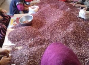 Frijoles Pinto Rojos Orgánicos Secos con Motas Claras, Grado A, de Tanzania, Empaque a Granel, Marca CREKS, 2 Años de Vida Útil - Product Image 3