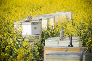 Gants de protection pour apiculteurs en peau de mouton, poignet élastique ventilé, manches longues de 36 cm, empêchent l'hibernation - Product Image 6