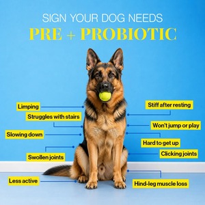 Friandises Naturelles pour les Hanches et les Articulations des Chiens et des Chats – Soutien à la Santé Articulaire, Mobilité et Bien-être – Friandises Tendres – OEM ODM Marque Privée Vente en Gros - Product Image 6