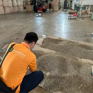 Semir basah S16 VIETNAM ROBUSTA biji hijau tanaman baru penjualan laris kualitas tinggi harga rendah pabrik teratas HANFIMEX 0084374074818