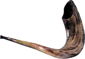 Shofares Artesanales Naturales Hechos a Mano - Cuernos de Búfalo y de Carnero Pulidos con Estilo Animal para Decoración del Hogar - Product Image 2