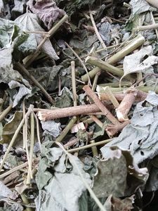 Fournisseur de feuilles d'Urena Lobata séchées du Vietnam, feuilles de Caesarweed séchées naturelles coupées de haute qualité ANGLE - Product Image 6