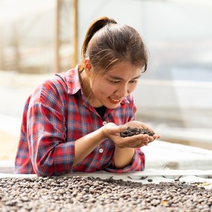 [Muestra gratis] HANCOFFEE Raw Robusta/Arabica Granos de café verde Pantalla de granos de café verde de alta calidad 16/18 Directo de Vietnam - Product Image 2