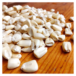 Maïs Blanc de Qualité Fiable pour la Vente en Gros aux Acheteurs Détenteurs et aux Besoins de la Production Alimentaire - Product Image 5