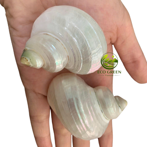 Concha Marina Blanca Pulida Grande Decorativa para Decoración de Eventos, Accesorios para el Hogar y Productos de Regalo - Product Image 1