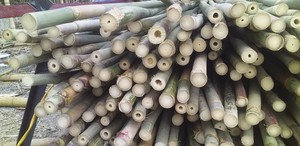 Poste de Bambú Natural de Alta Calidad, Fabricado en Vietnam, para Construcción y Muebles, Material de Construcción, Exportación a Granel - Product Image 6