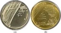 Poudre blanche probiotique Levilactobacillus Brevis de la marque IGC, soutien immunitaire, 5 à 100 milliards d'UFC/g, durée de conservation de 18 à 24 mois, aluminium