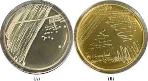 Probiótico Levilactobacillus Brevis en Polvo Blanco de la Marca IGC, Apoyo Inmunológico, 5-100 Mil Millones de UFC/g, Contactar al Proveedor - Product Image 3