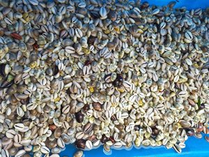 Cowrie Shell for Jewelry Design and DIY Craft Projects with Stable Supply and Attractive Bulk Pricing - Product Image 2