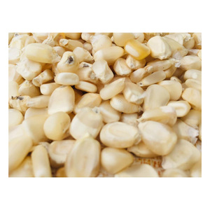 Maïs blanc de haute qualité adapté aux achats en gros et aux fournitures pour la transformation alimentaire - Product Image 2