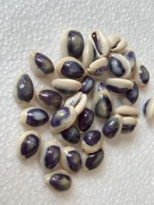 Coquillages ovales blancs naturels en vrac, coquillages de cauris éthiques pour l'artisanat, fournitures de bijoux sculptés à la main, vente en gros - Product Image 5