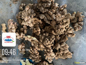 Gingembre du Vietnam frais, qualité d'exportation, propre et sec, épice chaude, approvisionnement en vrac - Product Image 6