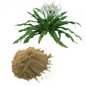 Best Selling Crinum Latifolium Powder Natural Herbal <b>Raw</b> <b>Material</b> Fine Powder Bulk <b>Packaging</b> Export Quality - Product Image 2